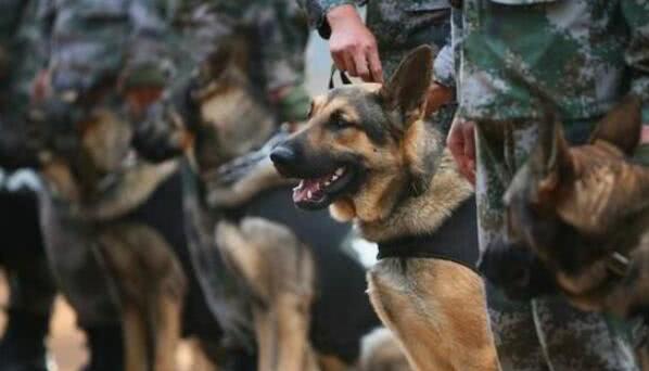 中国军犬，守护国家安全的重要力量，中国军犬，国家安全的重要守护者