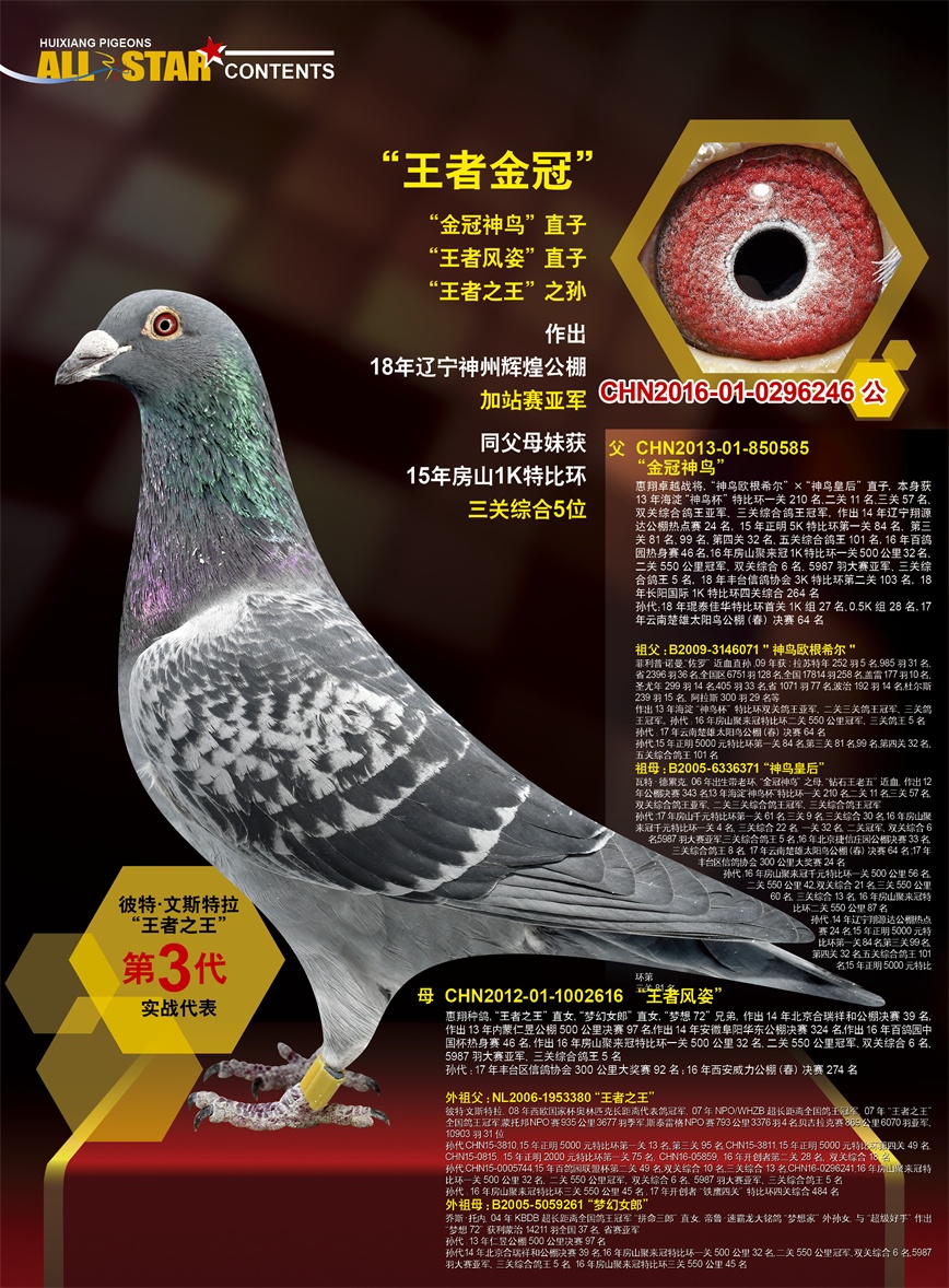 揭秘049王中王风冠一肖，神秘数字背后的故事，揭秘神秘数字背后的故事，揭秘王中王风冠一肖的秘密