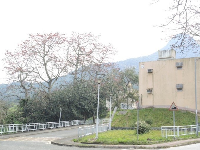 石岗军营木棉兰，历史、文化与自然的交融，石岗军营木棉兰，历史、文化与自然的和谐交融