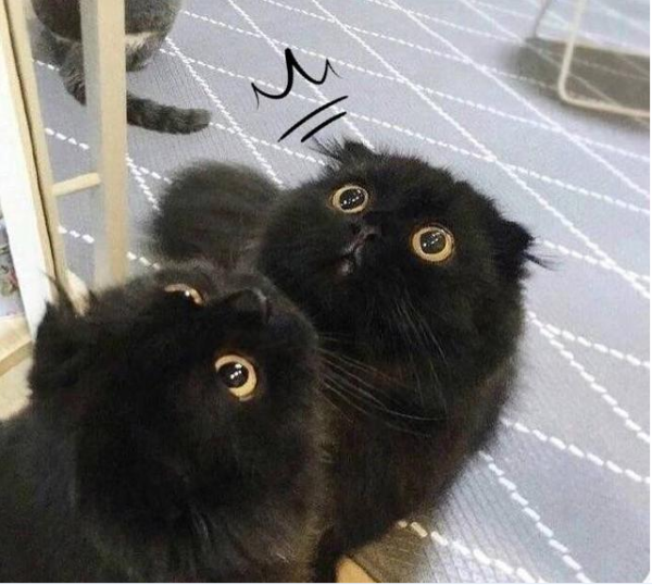 鼎盛军事论坛，吃薄荷的猫与军事爱好者的聚集地，鼎盛军事论坛，猫与军事爱好者的交流圣地